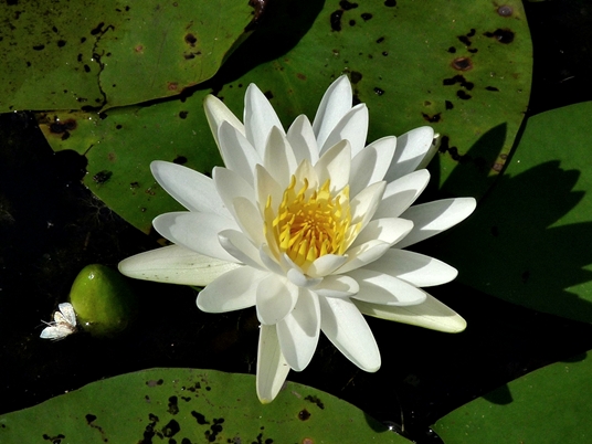 {Nymphaea odorata}